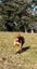 6yr old Male APBT for re-home Carousel 6