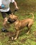 6yr old Male APBT for re-home Carousel 8