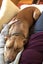 6yr old Male APBT for re-home Carousel 9