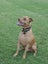 6yr old Male APBT for re-home Carousel 10