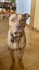 6yr old Male APBT for re-home Carousel 12