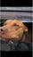 6yr old Male APBT for re-home Carousel 13