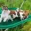 Jack Russell and Foxy cross puppies Carousel 12