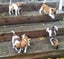 Jack Russell and Foxy cross puppies Carousel 11
