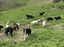 Purebred Border Collie Carousel 1