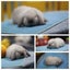 very cute Pure Bred mini Lops Carousel 5