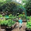 New Garden Frame Trellis Climbing Stakes Supports Kits *Hot SALE Carousel 13