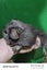 Guinea Pigs Carousel 6