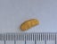 WEST COAST GOLD NUGGET 0.56 GRAMS Carousel 1