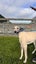 Mia- Sweet and Gentle Cat Trainable Greyhound Girl Carousel 2
