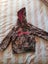 Spika came hoodie size 2 Carousel 1