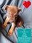 Gorgeous Pit Pei Terrier X Mastiff mix Pups Carousel 13