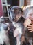 Cattle dog huntaway puppies ready to go! Carousel 12