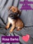 Gorgeous Pit Pei Terrier X Mastiff mix Pups Carousel 14