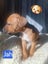 Gorgeous Pit Pei Terrier X Mastiff mix Pups Carousel 15