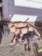 Cattle dog huntaway puppies ready to go! Carousel 9