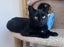 Furrytails Await – Adopt a kitten or cat for just $60 Carousel 3