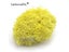 Random Mix 900pcs 1mm Double Heads Mini Pearl Flower Stamen Pistil For DIY Carousel 11
