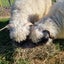 Valais Blacknose wethers Carousel 3