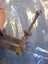 Inside diameter protractor - Moore and Wright Carousel 4