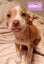 Gorgeous Pit Pei Terrier X Mastiff mix Pups Carousel 6
