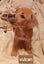 Gorgeous Pit Pei Terrier X Mastiff mix Pups Carousel 5