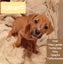 Gorgeous Pit Pei Terrier X Mastiff mix Pups Carousel 4
