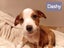 Gorgeous Pit Pei Terrier X Mastiff mix Pups Carousel 3