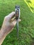 Rare vantage “WARRIOR 1” stamped English Kent pattern axe / hatchet. Carousel 11