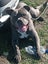 American Staffordshire Male Carousel 1