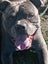 American Staffordshire Male Carousel 2