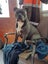 American Staffordshire Male Carousel 3