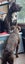American Staffordshire Male Carousel 4