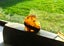 JEWELLERS ESTATE MUSEUM KAURI AMBER/GUM SAMPLES 4x LOVELY PIECES PLUS TOARA BOX Carousel 4
