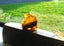 JEWELLERS ESTATE MUSEUM KAURI AMBER/GUM SAMPLES 4x LOVELY PIECES PLUS TOARA BOX Carousel 5