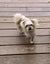 Yorkshire terrier Carousel 3
