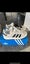 Adidas campus Carousel 1