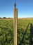 Frost/Irrigation Sprinklers Carousel 1