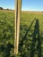 Frost/Irrigation Sprinklers Carousel 2