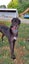Nero - handsome big greyhound Carousel 1