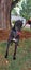 Nero - handsome big greyhound Carousel 2