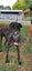 Nero - handsome big greyhound Carousel 3