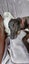 Yogi - older gent greyhound Carousel 1