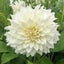 Dahlia Cafe au Lait Supreme clump of 3 or more tubers creamy white dinnerplate Carousel 1