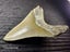 Megalodon Fossil Shark Tooth - 94.9mm / 3.7" Carousel 4
