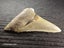 Megalodon Fossil Shark Tooth - 94.9mm / 3.7" Carousel 5