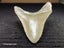 Megalodon Fossil Shark Tooth - 94.9mm / 3.7" Carousel 7