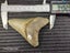Megalodon Fossil Shark Tooth - 94.9mm / 3.7" Carousel 9