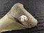 Megalodon Fossil Shark Tooth - 94.9mm / 3.7" Carousel 8