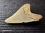 Megalodon Fossil Shark Tooth - 94.9mm / 3.7" Carousel 4